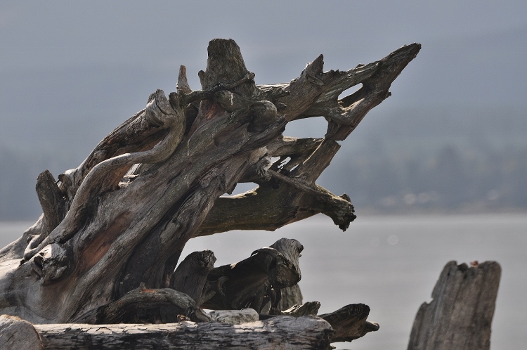 driftwood